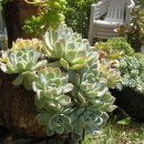 꿈꾸는동산 이미지