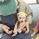 아이조아요양보호소 동탄점 | 아이조아 보호소 수원동탄점 일상 / 달곰이는 발톱 자를 때도 얌전해요😍