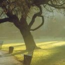 행복한나무 이미지