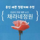 용인 예쁜 정원카페 채라네｜꽃 피는 계절, 장미와 수국 속 힐링 시간