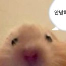 보트르스냅