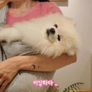 포근한강아지 | 케어시스 엄마 품처럼 포근한 강아지 슬링백