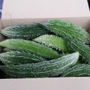 여주-0442 Daum카페
