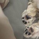 엘로이 동물병원 이미지