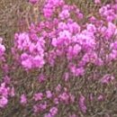 유교경전: 논어편 이미지