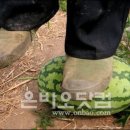 돌수박