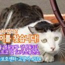 고양이를찾습니다/코숏/수컷/서울시 영등포구 양평동3가 이미지