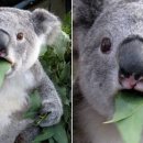 호주농장 이미지