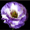 리시안셔스 : Eustoma(꽃도라지)..... 이미지
