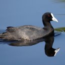 물 위를 걷는 물닭 [Eurasian coot (Fulica atra)] 이미지