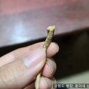 웅이네 이미지