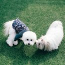 플라잉켈리 이미지
