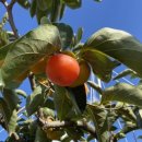 청정농원 이미지