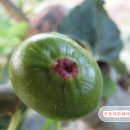 배꼽농원 이미지