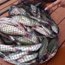 하와이낚시터 이미지