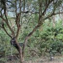 문화카인테리어 | 발리 아야나리조트 부대시설 쿠부비치 사카뮤지엄 총정리