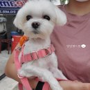 올치동물병원 이미지