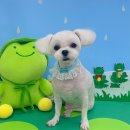 쁘띠아키 이미지