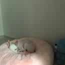 관저종합동물병원 네이버블로그