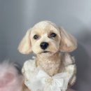 황언니 펫살롱 이미지