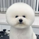 루리힐 이미지