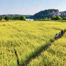 당남리섬농업단지이동화장실1 | 여주 여행, 당남리 유채꽃이 만개하는 5월 중순 노란 세상이 펼쳐지네