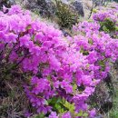 철쭉민박 이미지