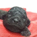 개랑놀아주는남자 이미지