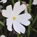 제일관광캠핑장 이미지