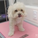 이뻐진개 이미지