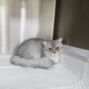 은빛동물병원 이미지