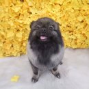 센트럴 펫살롱 이미지