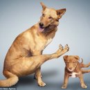 아지&냥이 이미지