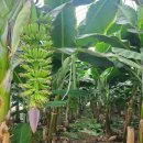 영일농장 이미지