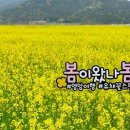 봄이 왔나 봄 이미지