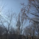 매봉산_숲길(등산)1코스 | 남산 북측 숲길, 하늘 숲길 그리고 매봉산