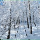 [블랙야크100대2024년 3월 2일 토요일]횡성의 최고봉 태기산 마지막 눈꽃 산행 이미지