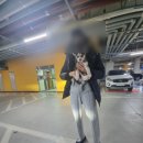 오아이펫 이미지