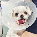 (주)도원의료관리 | 대구24시동물병원 황금동물의료센터 수성구 강아지 건강검진 후기