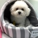 분당정자 동물병원 이미지