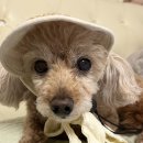 복슬강아지 이미지