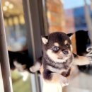 인천강아지분양 고양이분양 24시 데려가개 청라점 | 인천강아지분양 고양이분양 24시 데려가개 청라점