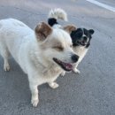 해맑은 주유소 이미지