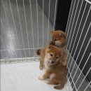 시바스럽 이미지