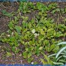 페페로미아 이미지