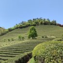 보성로뎀 이미지