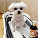 쁘띠하개 네이버블로그