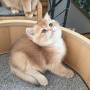 야옹의형태