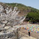 은해사 벚꽃길 이미지