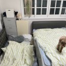 [오늘의집] 내돈내산 후기! 쁘리엘르 유어메이트 안심 향균 여름침구 풀세트 구매했어요!